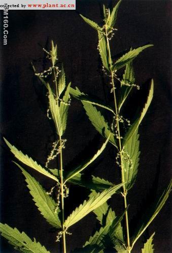 Nettle root extract(3,4-divanillyltetrahydrofuran)