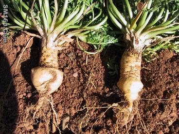 Maca extract