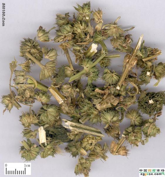 Leonurus extract