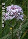 Valerian Extract(sales25 at lgberry dot com dot cn )