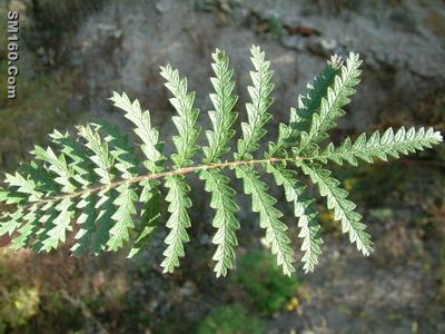 potentilla extract(sales25 at lgberry dot com dot cn)