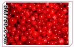 iqf wild lingonberry(sales25 at lgberry dot com dot cn)