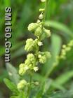 Speranskia Tuberculata(sales25 at lgberry dot com dot cn)