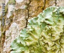 Parmotrema Tinctorum(sales25 at lgberry dot com dot cn)