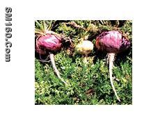 Maca Extract