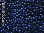 blueberry anthocyanin
