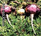maca extract