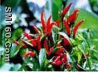 Capsaicin