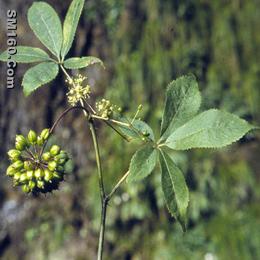 Siberian Ginseng P.E., Eleutherococcus senticosus, Eleutheroside B+E 