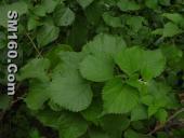  3,4-divanillyltetrahydrofuran (Nettle Root Extract)