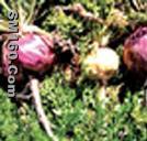maca extract