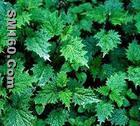 Nettle extract(3,4-divanillyltetrahydrofuran)