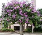 Banaba leaf extract(10% 20%)