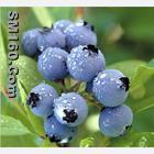 Blueberry extract(anthocyanin, arbutin)