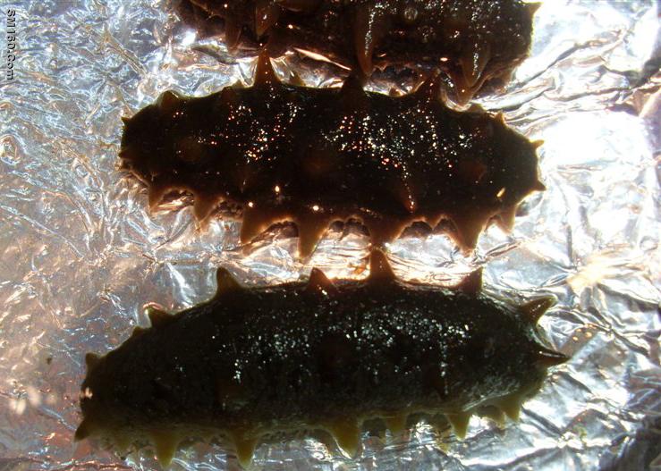 sea cucumber extract