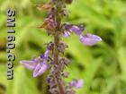  Coleus forskohlii (Willd.) Briq. Extract