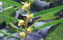 Cassia Nomama Extract (Plant Extract) Flavanol 8%, 10%, 12%, 15%