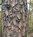 Pine Bark Extract (Botanical Extract) 95%OPC