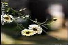 Plant extract