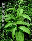 Sell Resveratrol50%.~99%