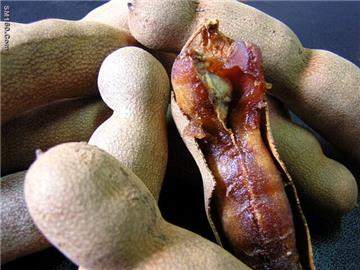 Tamarind seed gum for cosmetic