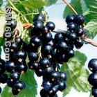 Blackcurrent extract