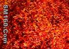 Sell Carthamus tinctorius extract
