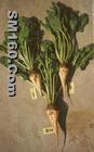 Sell Beta Vulgaris extract