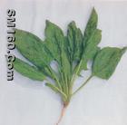Sell Spinacia oleracea extract