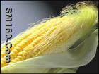 Corn Stigma Extract