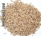 Hordenine
