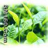 Green Tea Extract
