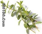 St. John's Wort Extract