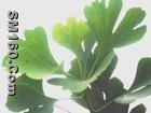 Ginkgo Biloba extract