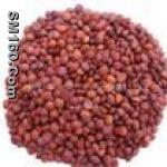 spine date seed extract