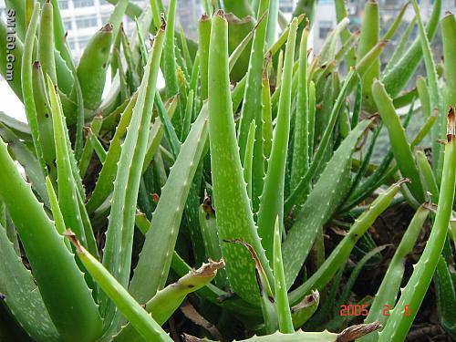 Aloe Extract