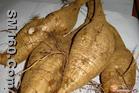 Pueraria P.E