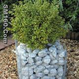 Gabion cage