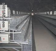 Chickens Cage