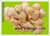 fresh ginger