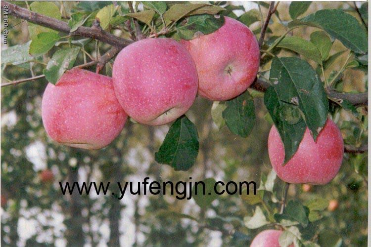 fuji apple