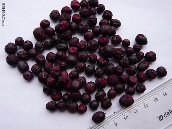 Sell Freeze Dried Blueberry