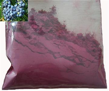 Sell Freeze Dried Wild Blueberry Powder