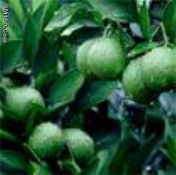  synephrine