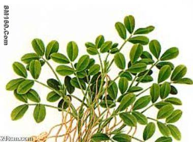   luteolin