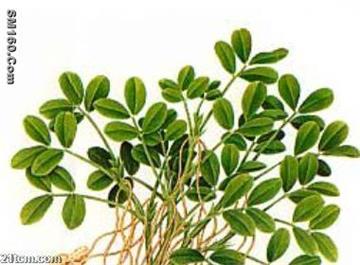   luteolin