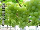  grape seeds extract(resist radiation)(sophie@healthynaturalcolor.com)