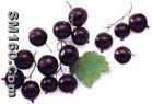 blueberry powder