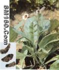  Rehmannia glutinosa extract 