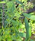 Chinese Thorowax Root Extract